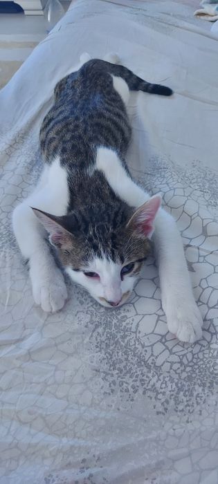 Котенок, четыре месяца.  Мальчик.