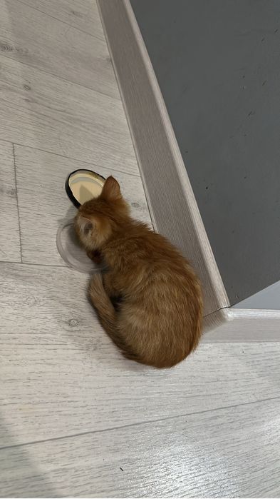 Отдам рыжего котенка