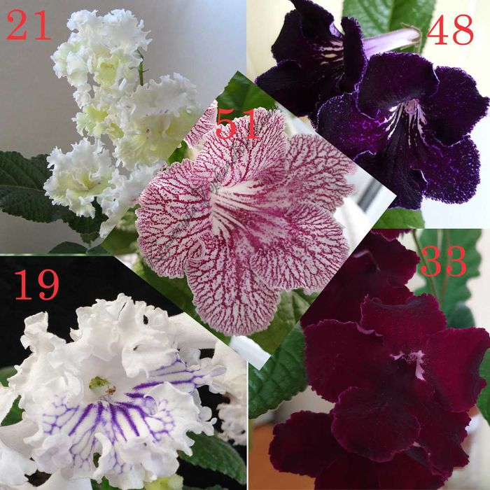 Стрептокарпус (детки) Набор!!!