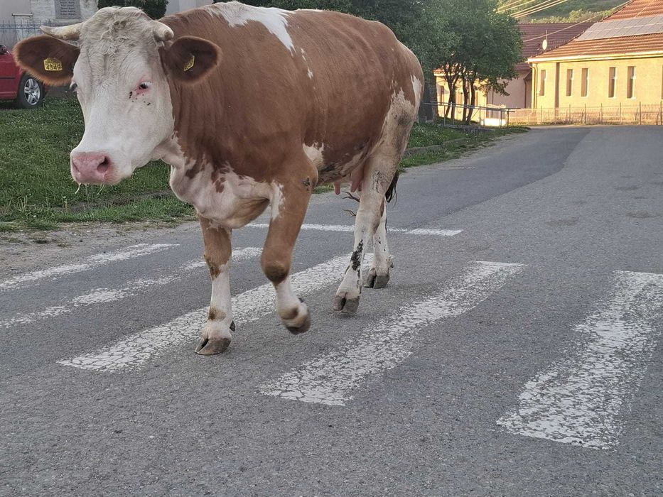 Vand vaca baltata romana