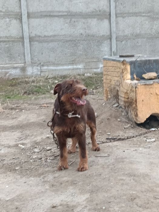 Ягдтерьер вязка кашыртканга