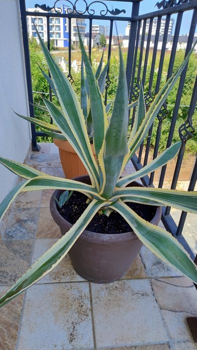 De vânzare agave, americane și albastre.