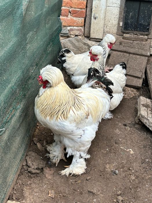 Разплодни яйца ит Струмски кокошки