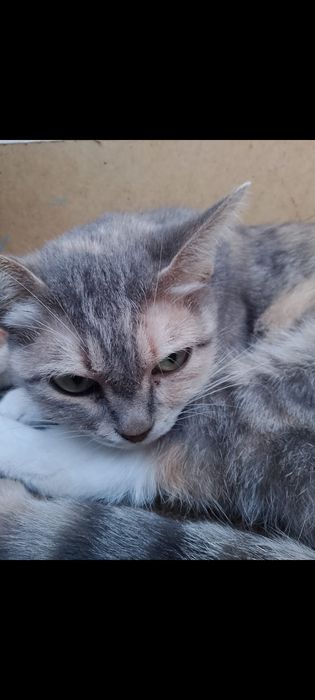 Отдам в добрые руки