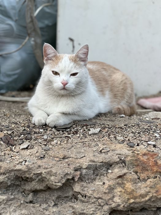 Пропал кот, район Шанхай