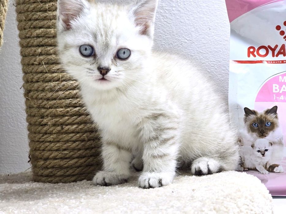 шотландские котята