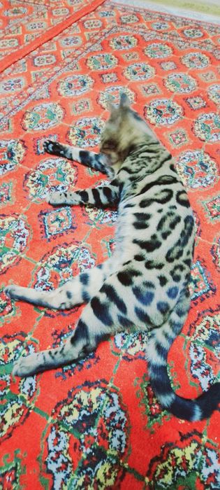 Sasha ismli bengalskiy millati