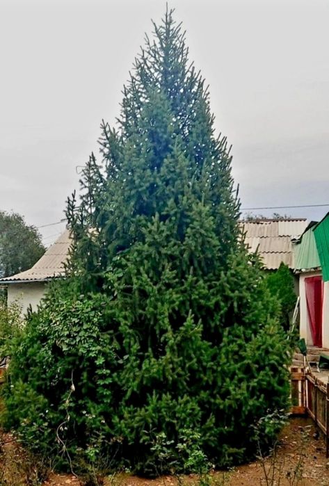 Елка живая 6 м в рассрочку