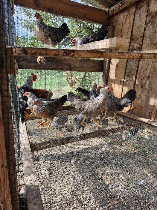 Disponibili o familie italiană 4+1 de două luni jumate  250 lei