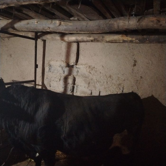 Mol sotiladi narxi kelishilgan xilda Toshkent viloyat