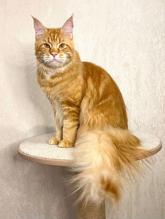 Котята породы Мейн-кун