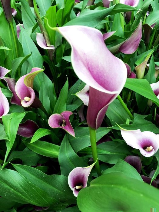Каллы, многолетние цветы!