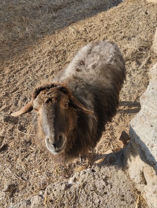 Quylar va Bolalari sotiladi bolasi quchqor