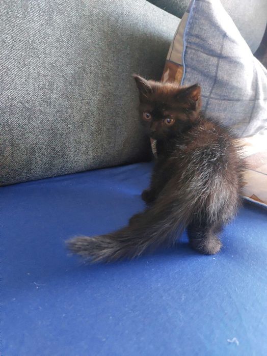 Отдам кошечку в добрые руки