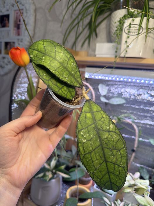 Суккуленты. Комнатные растения