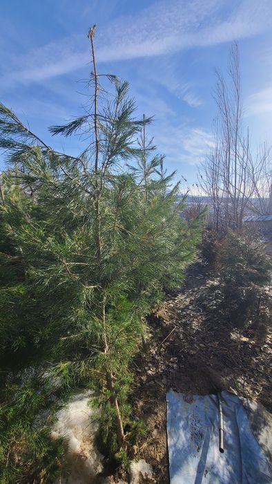 Qarag'ay (Сасна) ko'chatlari sotiladi