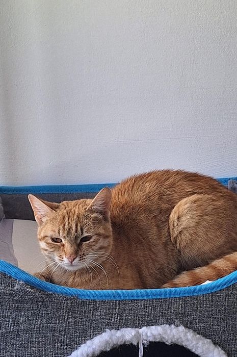 Кошка , в добрые руки .