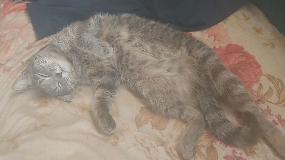 Кошка 11 месяцев.