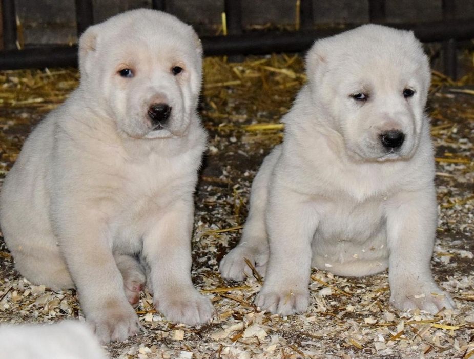 Продаются щенки Алабая