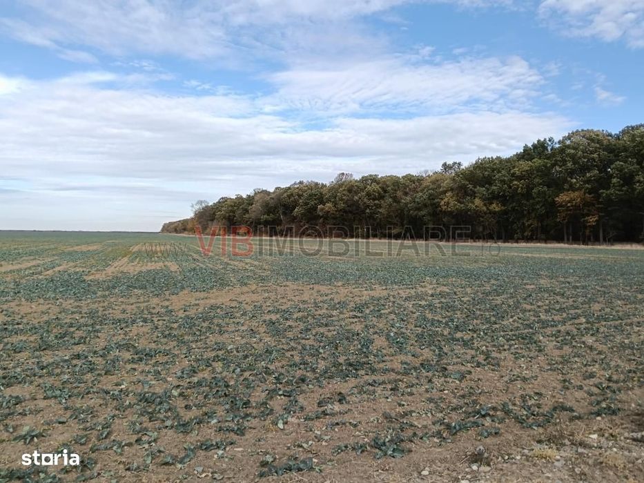Ferma Agricolă 1.350 HA – Grad de Comasare 96–97%, Județul Arad