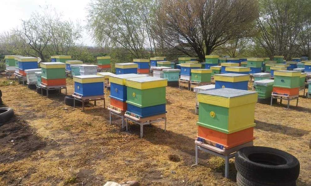 Пчелен мед реколта 2025г./Странджа планина/горски/билков/