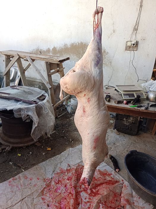 Қой, тоқты сатылады