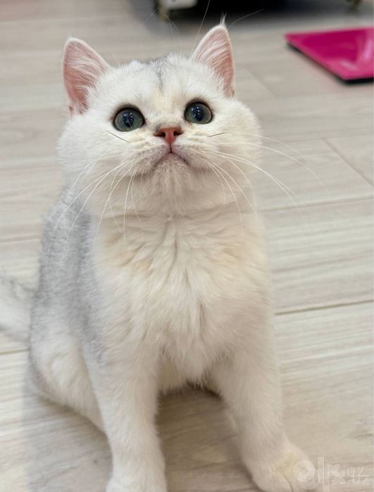 Britian serebro shinshilla mushuk oʻgʻil
