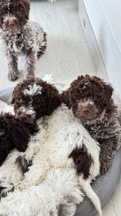 Щенки Лаготто Романьоло