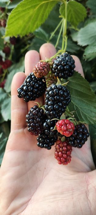 Ежемалина,малина