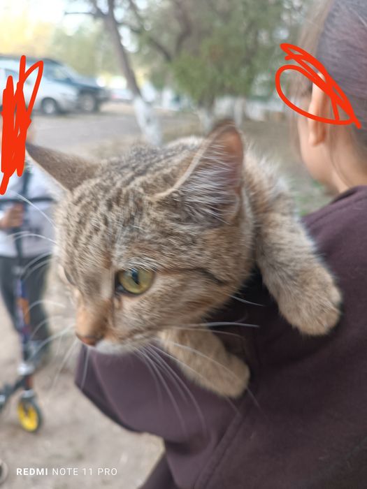 Кошка короткошёрстная