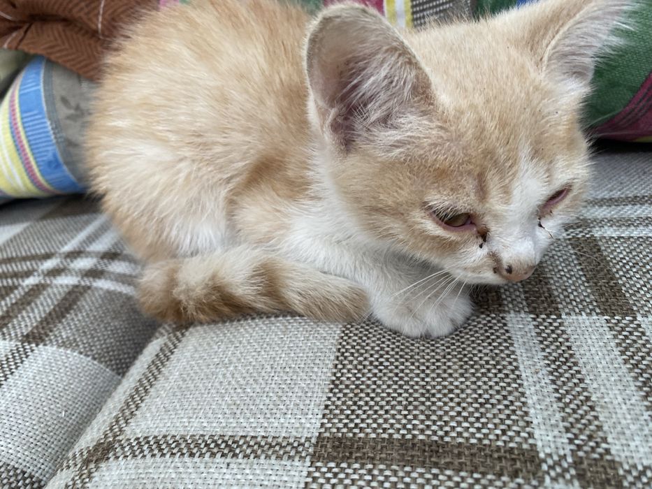 Милые котята ищут новый дом