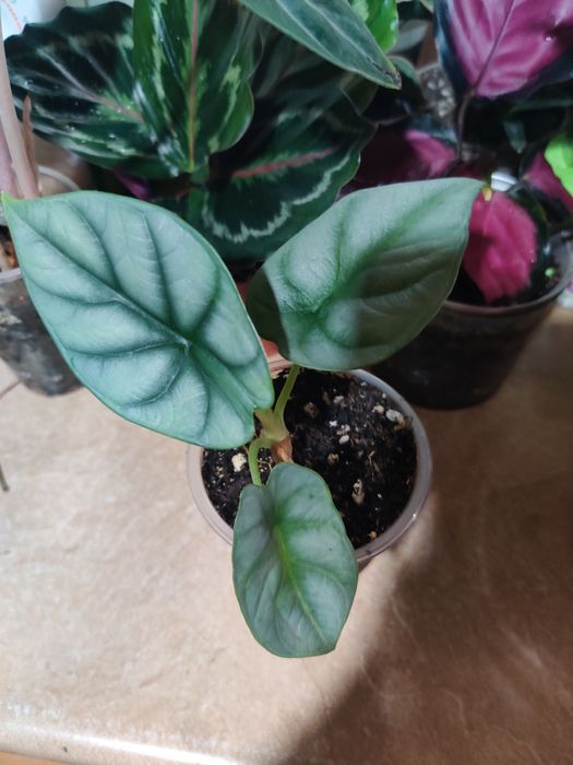 Продам комнатные цветы 500 т.и выше