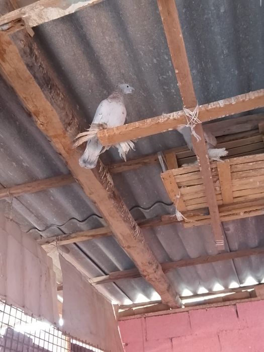 Голуби  домашние