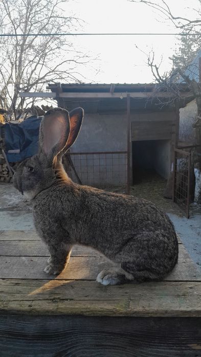 Iepuri de rasa:uriasi german, fluture german, berbec german  și altele