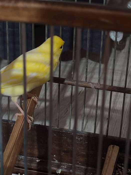 Продается канарейка, 3 года, пение тройник