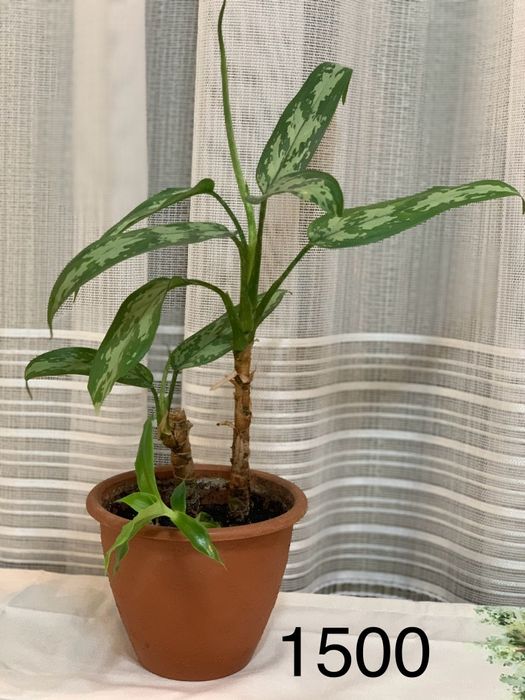 Комнатные  цветы разные