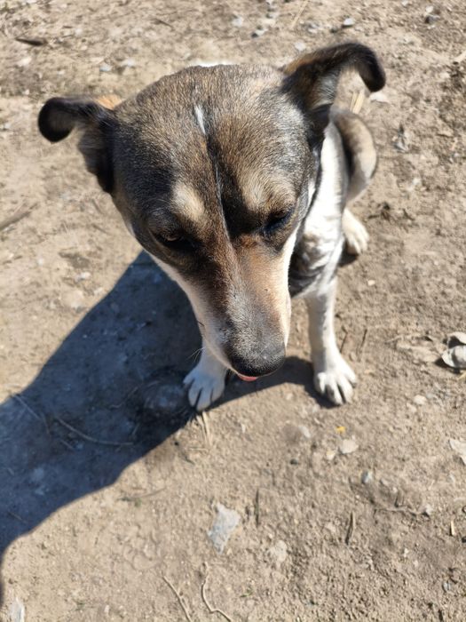 Собака девочка по кличке Соня ищет дом.