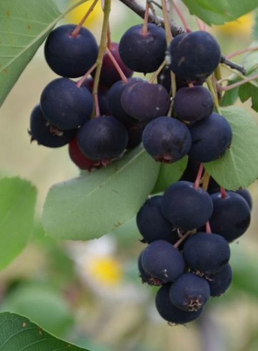 Butasi aronia, afin, coacaz