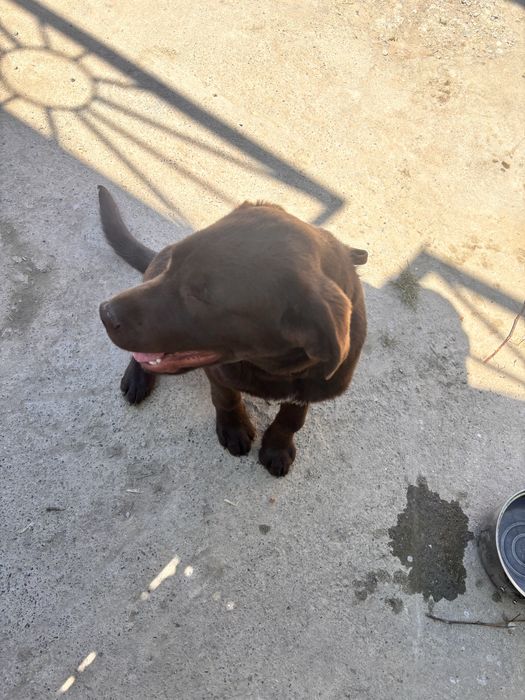 Щенок Лабрадор ретривер