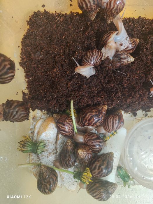 Улитки сухопутные Ахатины