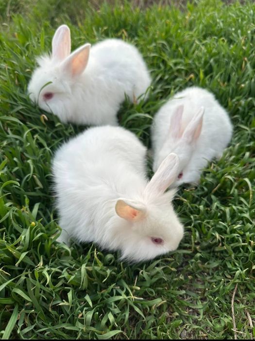 Декоративные  кролики