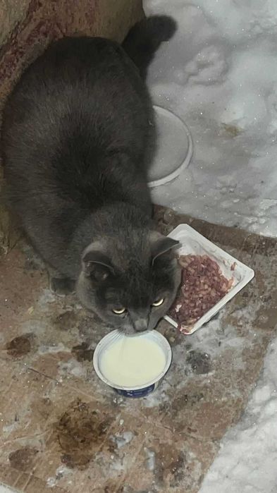 Чей кот? Ищем владельца!