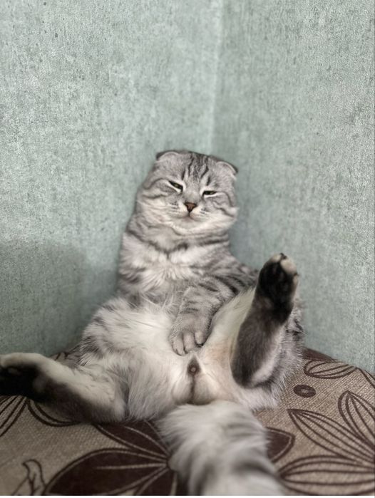 Вязка. Шотландский вислоухий красавец