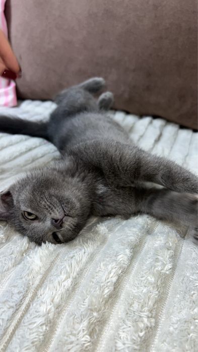 Котёнок-мальчик ищет добрый дом