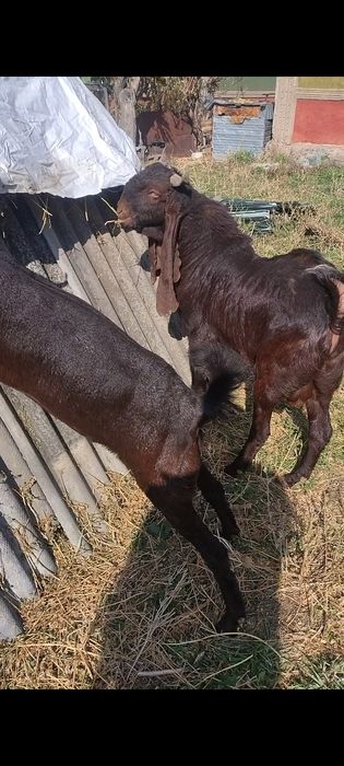 Камори теке сатылады