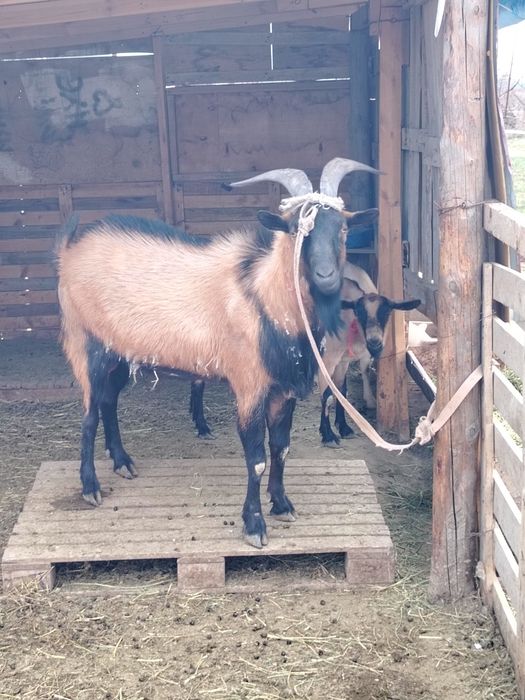 Әлпи чех теке сатылады