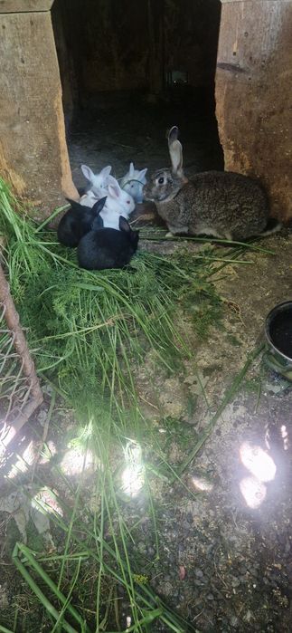 Iepuri de casă / carne – sănătoși, crescuți natural – Mangalia