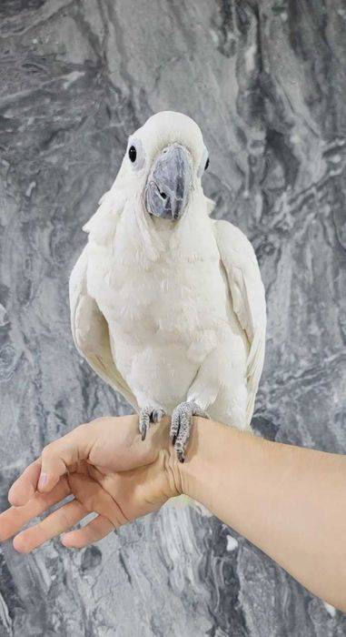 Какаду Тритон гибрид