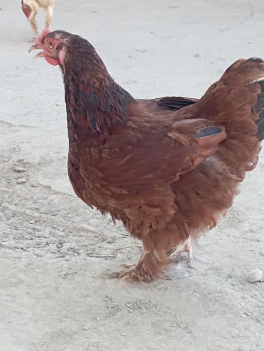 Brama tuxumlariga zakaz olamiz