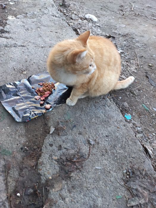 Добрый Рыжий симпатяга кот